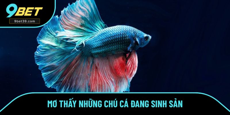 Mơ thấy những chú cá đang sinh sản