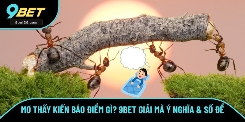 Mơ Thấy Kiến Báo Điềm Gì? 9BET Giải Mã Ý Nghĩa & Số Đề Hot
